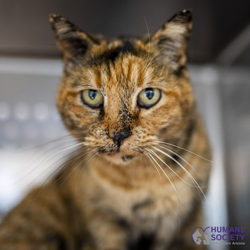Adopt a friend: Daffodil